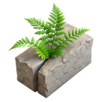 dramatic abstract Fern Growing From Concrete Crack Transparent Background high resolution png