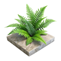 wonderful minimalist Fern Fronds on Concrete Slab Transparent Background Detailed Texture png
