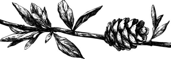 Intricate vintage woodcut illustration of a pinecone on a delicate branch with leaves vector