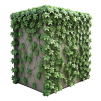 extraordinary classic Ivy Covered Wall Section Close Up Isolated high resolution png