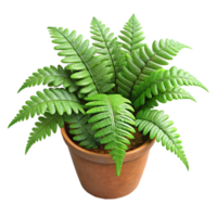 vibrant traditional Potted Fern Cutout Top View high resolution png
