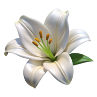 impressive classic Single White Lily Isolated on Transparent Background exclusive png