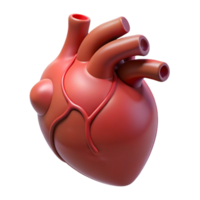 mesmerizing dynamic nordic A stylized human heart, anatomically correct, pulsating gently with Transparent Background flawless png