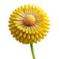 melancholic wonderful Dandelion, yellow, full bloom with Transparent Background expertly shot png