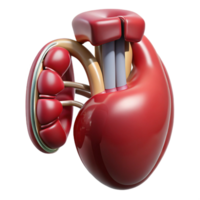 wonderful peaceful coastal Hyper-specific, photorealistic render of a biomechanical artificial kidney, isolated cutout with Transparent Background detailed png