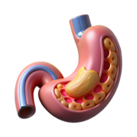 immaculate nordic Isolated cutout, concept art style biomechanical stomach with digestive enzymes and nutrient absorption system Ultra-detailed with Transparent Background expertly shot png