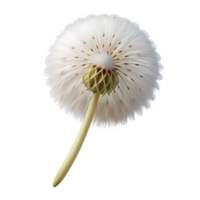 melancholic pristine Photorealistic isolated cutout of a single dandelion seed head with delicate white fluff with Transparent Background luxury png