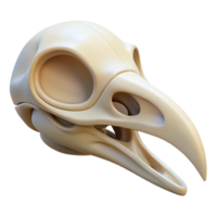 majestic dynamic minimalist Isolated cutout of a concept art style hyper-specific bird skull, delicate bone structure, intricate details, with Transparent Background sharp png