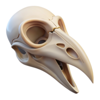 exquisite mysterious tropical Isolated cutout of a concept art style hyper-specific bird skull, delicate bone structure, intricate details, with Transparent Background genuine png