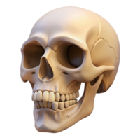 dazzling remarkable Hyper-specific, professional render of a single human skull with detailed teeth and bone structure Isolated cutout with Transparent Background png