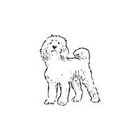 A line drawn labradoodle dog or puppy. Hand drawn in black and white and vectorised. Long haired fluffy pooch. vector