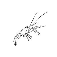 A line drawn crayfish in black and white, created by hand in a sketchy style. Perfect for menus, invites, signage and so much more. vector