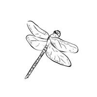 A line drawn dragonfly with wings open. Flying bug, drawn by hand. in black and white. vector