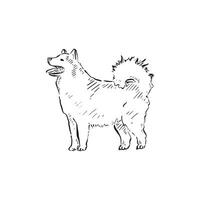 A line drawn Samoyed dog posing side profile with stars surrounding it. Drawn by hand in a sketchy style in black and white . Fluffy Japanese Canine vector