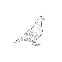 A line drawn pigeon in black and white. A vectorised illustration of a bird side profile facing right. vector