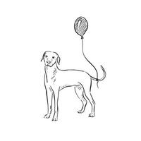 A black and white line drawn vizsla dog or Hungarian pointer with a balloon tied to its tail. Perfect for a birthday card or invitation. vector