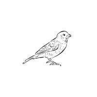 A chaffinch illustration. Side profile drawing of a bird in black and white and drawn by hand in line. vector
