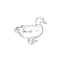 A line drawn duck side profile. Pond bird. Drawn by hand in black and white. vector