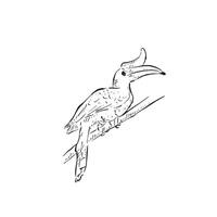 A side profile hornbill drawing in black and white. Drawn by hand and vectorised for a variety of uses. Bird. vector