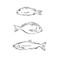 Three fish line drawn in a sketch style in black and white. Drawn by hand and vectorised in individual eps. vector