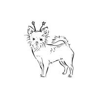 A chihuahua illustration. The chihuahua dog wears beanie bopper head band. Drawn by hand in a sketch style. vector