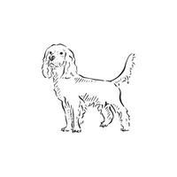 Line drawn illustration of a cocker spaniel. Drawn by hand in a sketch style. vector