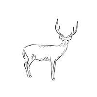 A deer with antlers, side profile drawn by hand in black and white sketch style. Facing right with a short tail. Shaded and vectorised. vector
