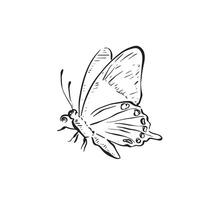 A line drawn butterfly facing left with wings up and antenna out. Drawn by hand in black and white line. flying bug. vector