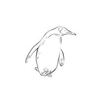 A penguin drawn by hand in simple line. A walking Antarctic bird that lives in cold weather. Bird. vector
