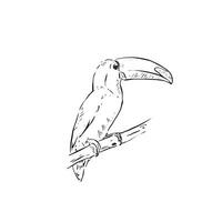 A hand drawn toucan in black and white line. The toucan is facing right side profile and sits on a branch. exotic bird. vector