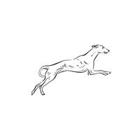 A jumping whippet dog drawn by hand in a sketchy style. puppy leaping through the air. vector