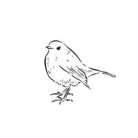 A robin drawn by hand. A small bird side profile in a sketch doodle style. vector