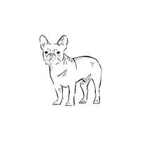 A pug drawn in black and white facing front. A cute illustration drawn by hand in a sketch style. vector