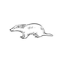 A line drawn badger in black and white. Cartoon badger sketched in doodle style and vectorised. vector