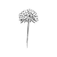 A line draw dandelion in black and white. An isolated image of a natural item with white background. sketch. vector
