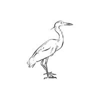 A line drawn egret side profile in black and white. Drawn by hand. Bird drawing vector