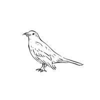 A line drawn bird with a worm in its mouth. Side profile of a black bird facing left. Sketched style. vector