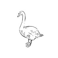 A swan drawn in black and white line. British protected bird drawn by hand. vector