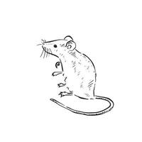 A line drawn mouse illustration in black and white in a sketch doodle style. Vermin, rodent, long tail. vector