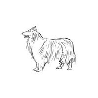 A collie dog black and white drawing. Side profile dog drawn by hand in a sketch style. Line drawing, canine long haired puppy. vector
