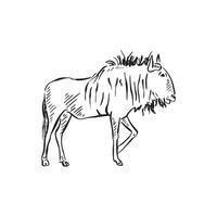 A line drawn wildebeest side profile in black and white sketch. vector