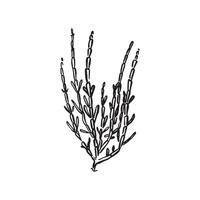 Samphire drawn by hand in black and white. A sketchy style. vector