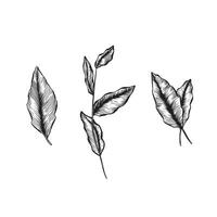A selection of three individual vectors of leaves in black and white. Line drawn sketch.