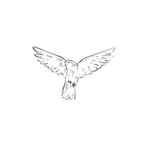Line drawn dove with wings open. Drawn by hand. Bird in black and white. vector