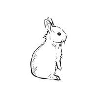 A side profile baby rabbit drawn in black and white sketch. Bunny with little ears facing right. Line drawn by hand . Infant, child, young. vector