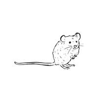 A little mouse illustration with a long tail. Field mouse in black and white sketch style. Hand drawn rodent. vector