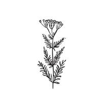A line drawn wild flower plant with leaves and buds on the top. Drawn by hand in a sketchy style isolated image. vector