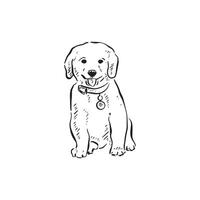 A line drawn sketch of a labrador retriever puppy facing front in a sketch style wearing a collar. Drawn by hand in black and white. vector