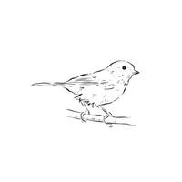 A great tit bird drawing in black and white. Line drawn side profile bird. Hand drawn bird. vector