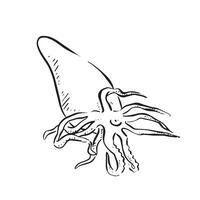 A line drawn squid, drawn by hand in a sketch style. Vectorised for a variety of uses including restaurant menus and logos. vector